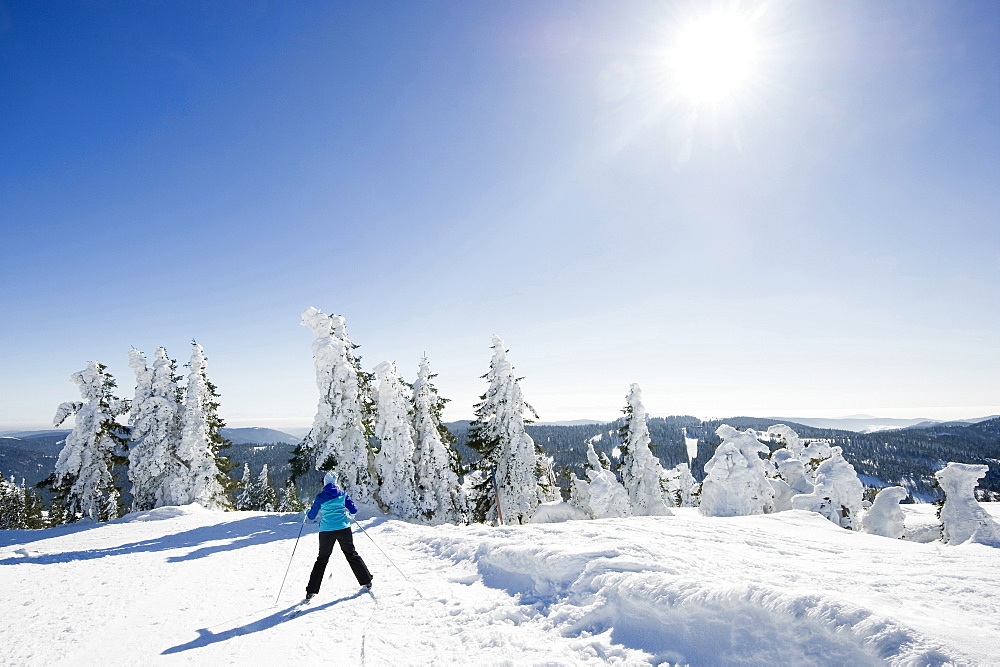 Snow covered fir trees and skier, Feldberg, Black Forest, Baden-Wuerttemberg, Germany