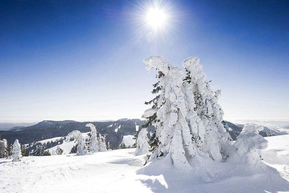 Snow covered fir trees, Feldberg, Black Forest, Baden-Wuerttemberg, Germany