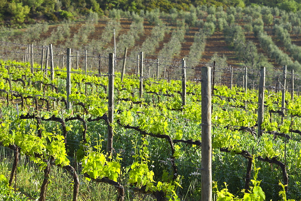 Wine growing near Castelnuovo Dellabate, Tuscany, Italy