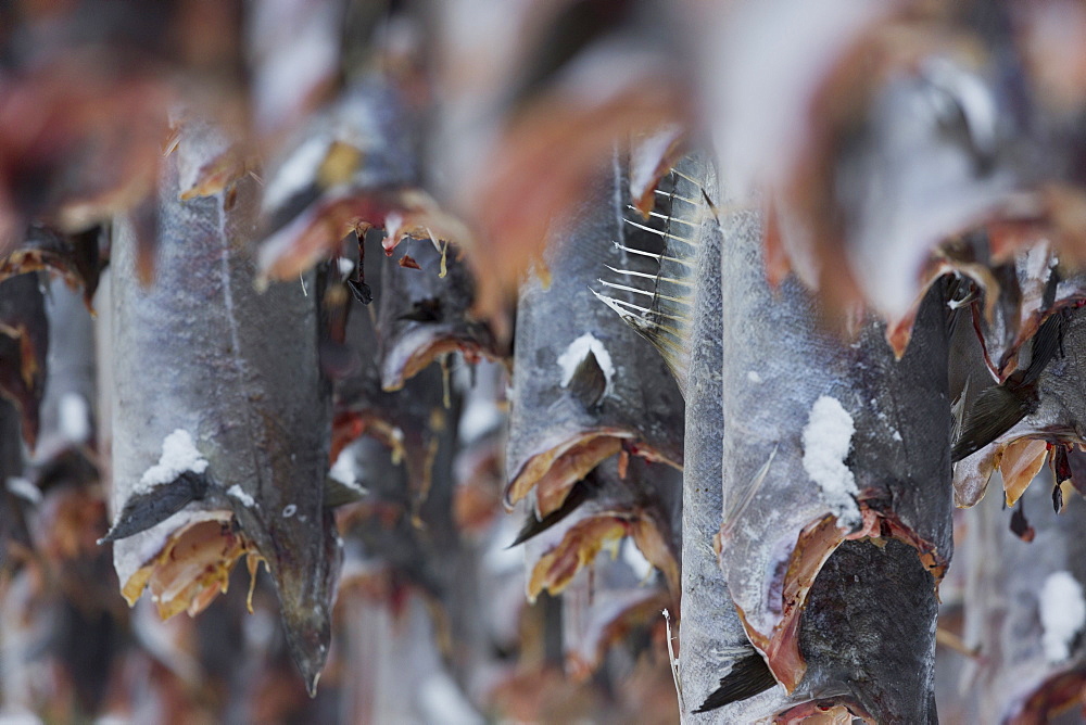 Close up of stockfish, Lofoten, Nordland, Norway