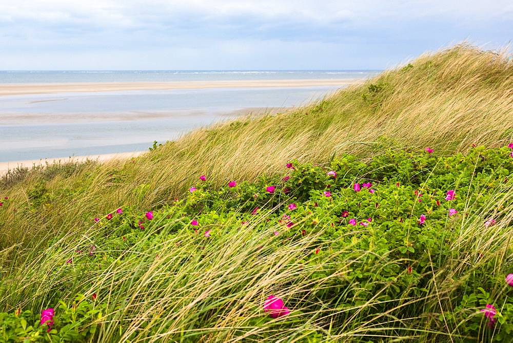 Dunes with Japanese roses, Rosa rugosa, Langeoog Island, North Sea, National Park, Unesco World Heritage Site, East Frisian Islands, East Frisia, Lower Saxony, Germany, Europe