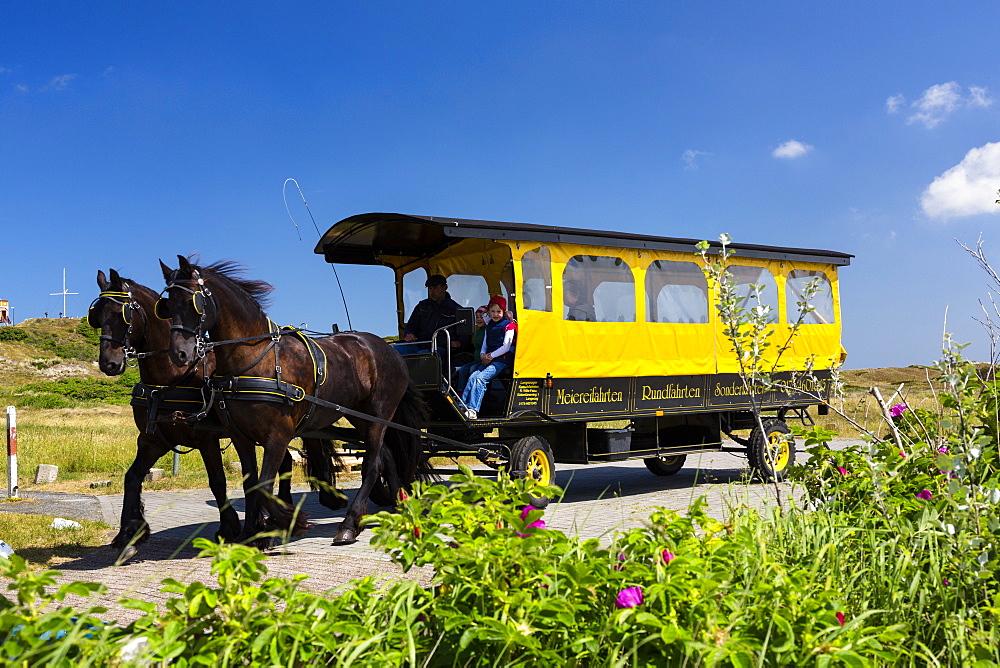 Horse and cart, Langeoog Island, North Sea, East Frisian Islands, East Frisia, Lower Saxony, Germany, Europe