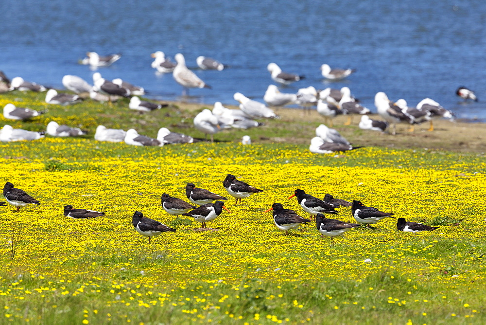 Oystercatchers, Haematopus ostralegus and Herring Gulls, Larus argentatus at lake Schloppsee, Langeoog Island, National Park, Unesco World Heritage Site, North Sea, East Frisian Islands, East Frisia, Lower Saxony, Germany, Europe