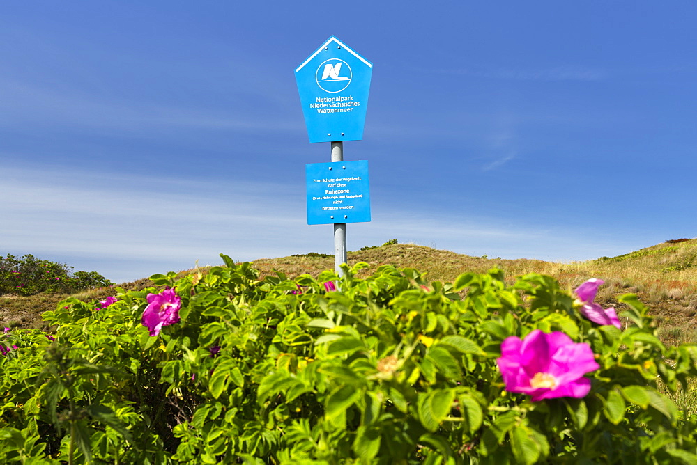 Dunes with wild roses, Rosa rugosa, Langeoog Island, North Sea, National Park, Unesco World Heritage Site, East Frisian Islands, East Frisia, Lower Saxony, Germany, Europe