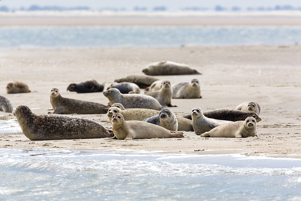 Common Seals resting on mud-flats, Phoca vitulina, Eastfriesian Islands, National Park, Unesco World Heritage Site, North Sea, Germany, Europe