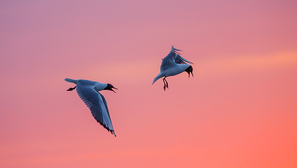 Black-headed Gulls at sunset, Larus ridibundus, Nationalpark, North Sea, East Frisian Islands, East Frisia, Lower Saxony, Germany, Europe