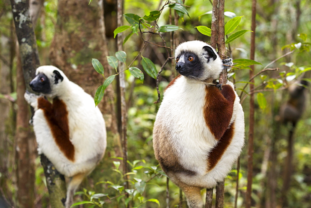 Coquerel Sifakas, Propithecus coquereli, Ampijoroa Reserve, Madagascar, Africa