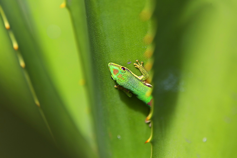 Lined Day Gecko, Phelsuma lineata bifasciata, Canal de Pangalanes, East Madagascar, Madagascar, Africa