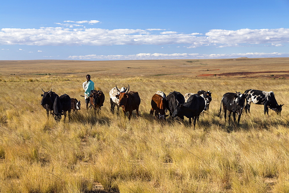 Zebu herd in the central highlands, Bara herdsman, Madagascar, Africa