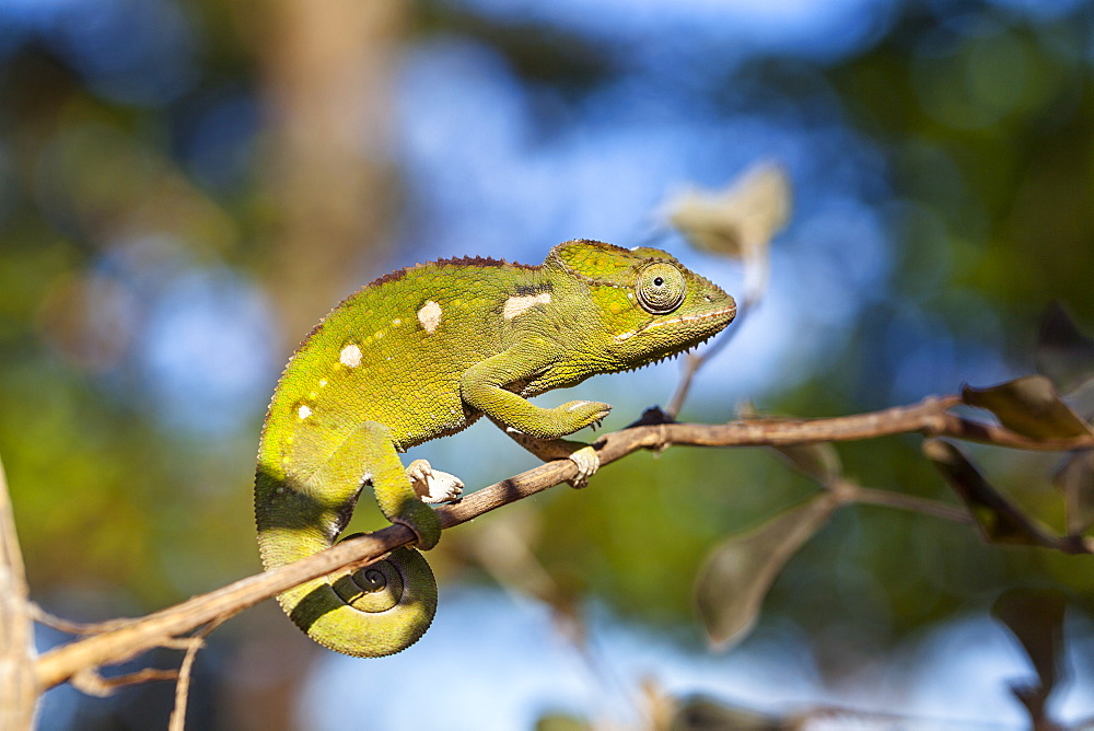 Warty chameleon, Furcifer verrucosus, Isalo National Park, Madagascar, Africa