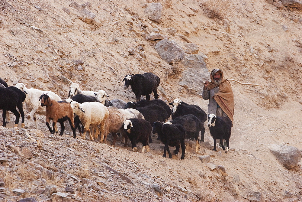 Shepherd and his flock of sheep on a path by the Pai Mori Gorge, Bamian Province, Afghanistan