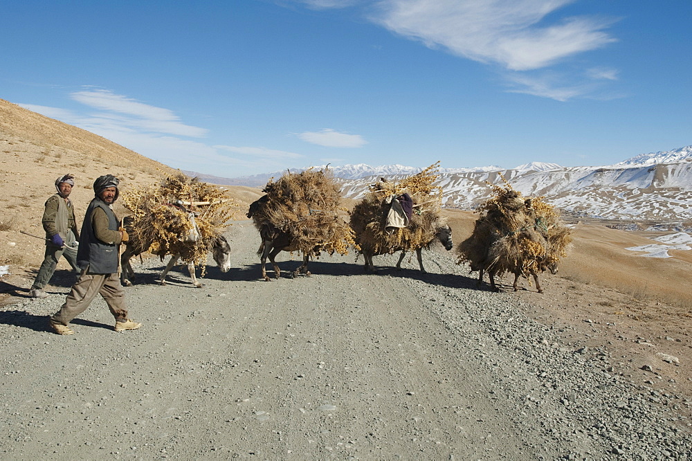 Hazara farmers & donkeys laden with brushwood along the Shahidan Pass in winter, Bamian Province, Afghanistan