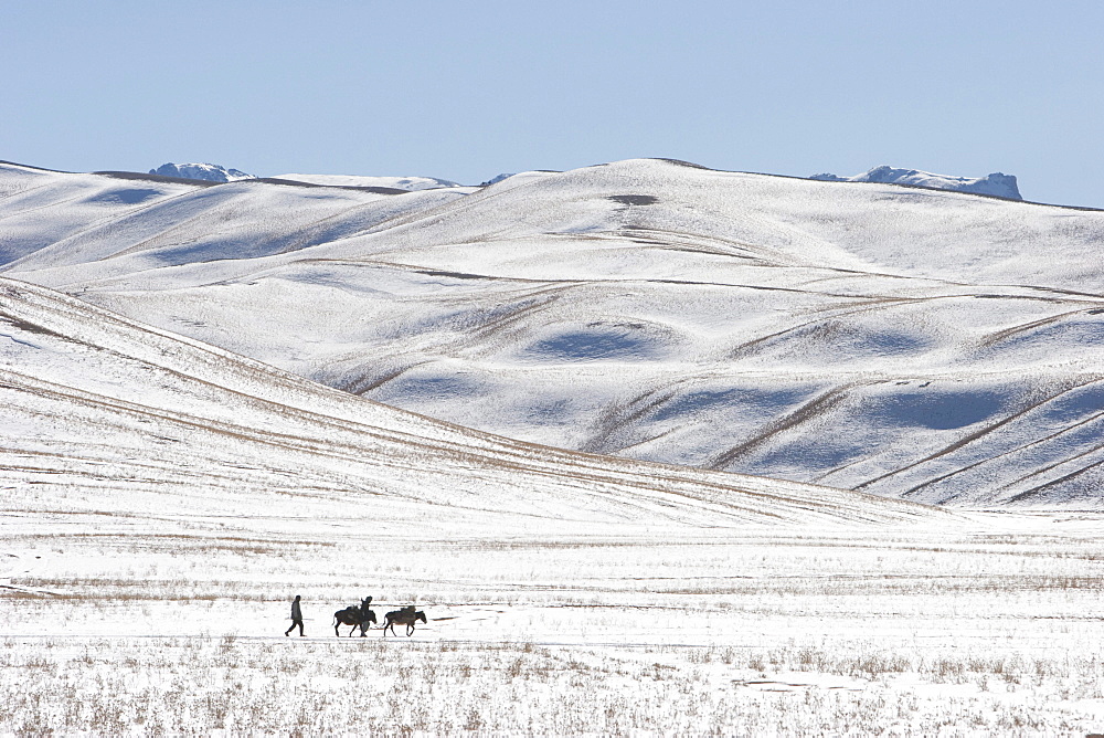 Hazara farmers & donkeys laden with brushwood along the Shahidan Pass in winter, Bamian Province, Afghanistan