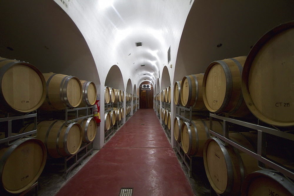 Wine barrels in Bodegas Etchard winery, Cafayate, Salta, Argentina