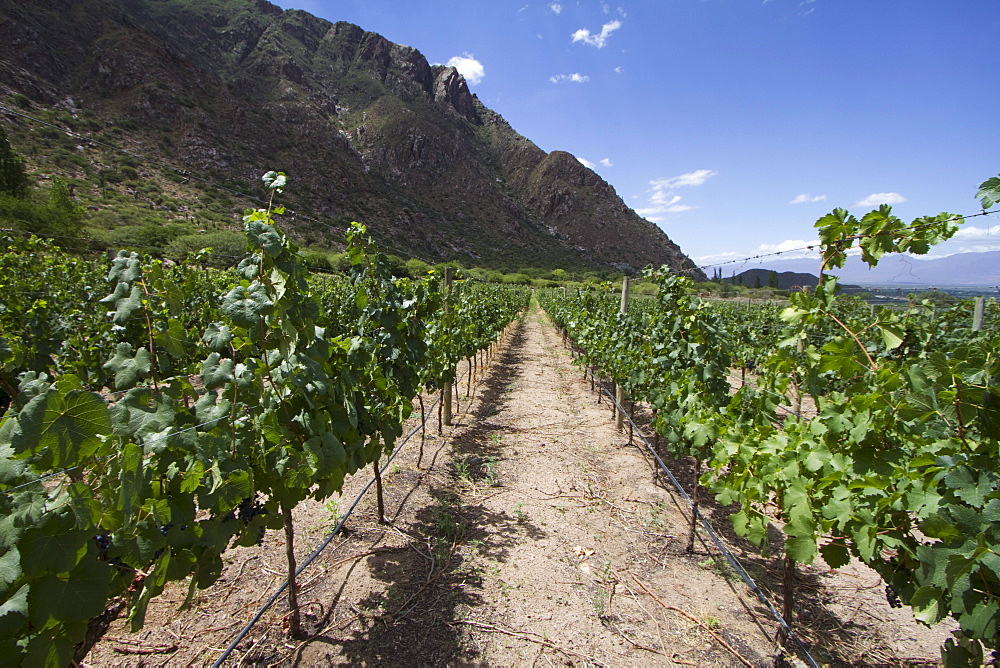 Vineyard of Finca Las Nubes winery, Cafayate, Salta, Argentina