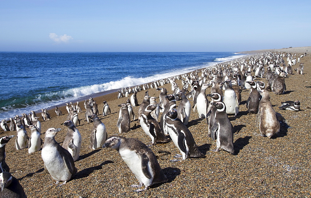 Magellanic Penguins (Spheniscus magellanicus) at San Lorenzo Penguin Colony, Peninsula Valdes, Chubut, Argentina