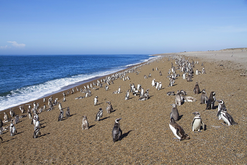 Magellanic Penguins (Spheniscus magellanicus) at San Lorenzo Penguin Colony, Peninsula Valdes, Chubut, Argentina