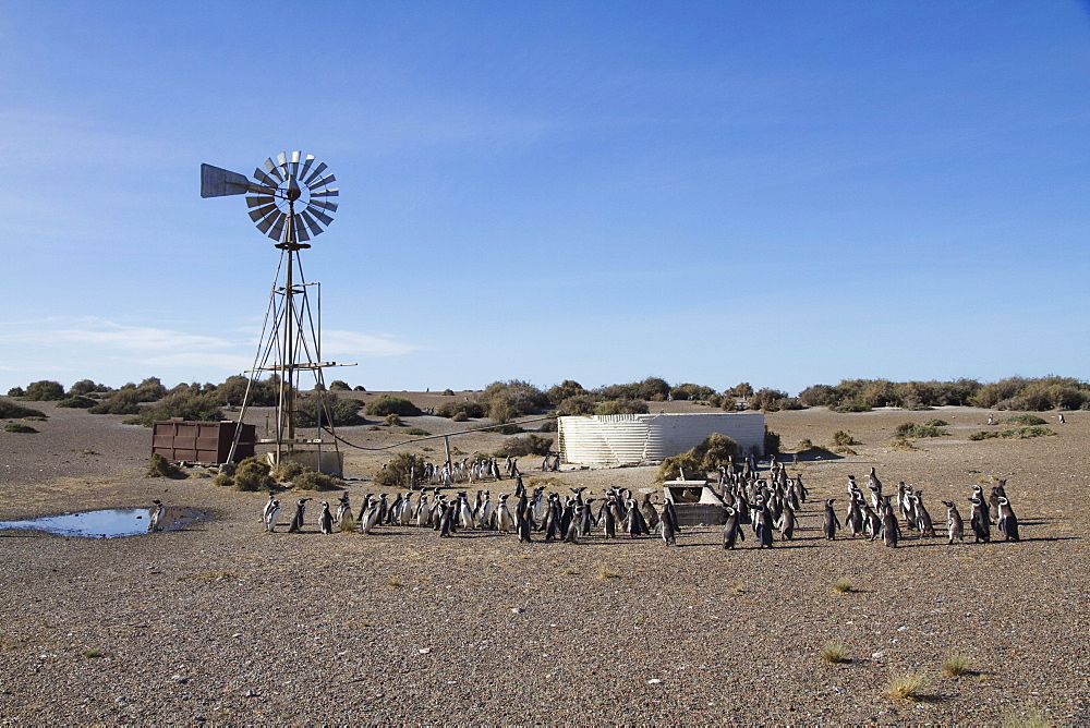 Magellanic Penguins (Spheniscus magellanicus) by a water pumping windmill of Estancia San Lorenzo, Peninsula Valdes, Chubut, Argentina