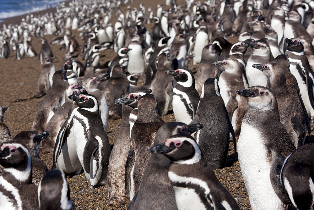 Magellanic Penguins (Spheniscus magellanicus) at San Lorenzo Penguin Colony, Peninsula Valdes, Chubut, Argentina