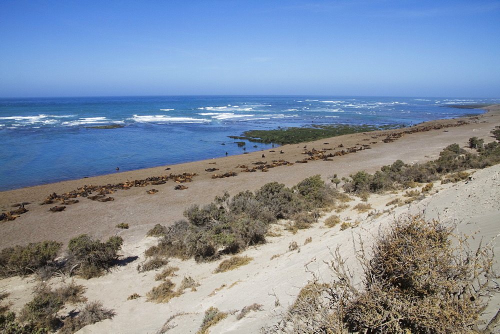 South American Sea Lion (Otaria flavescens) colony, Peninsula Valdes, Chubut, Argentina