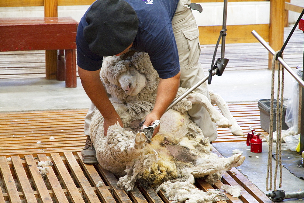 Man shearing a Merino sheep at Estancia San Guillermo, Chubut, Argentina