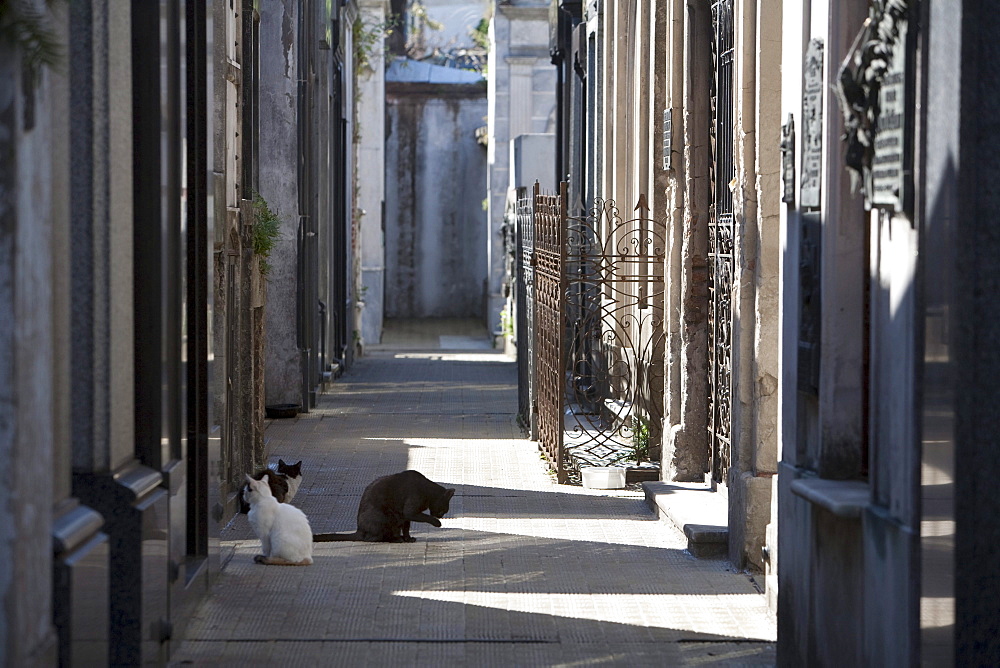 Cats at the Cementerio de la Recoleta, Buenos Aires, Capital Federal, Argentina