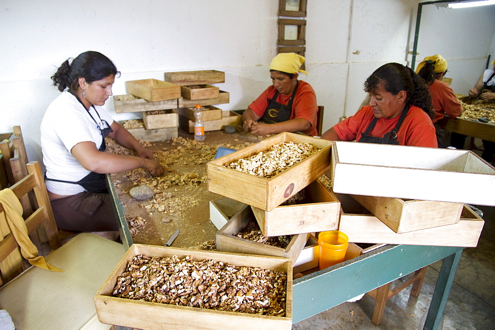 Women cracking walnuts at Huayrapuca Nueces, Tinogasta, Catamarca, Argentina