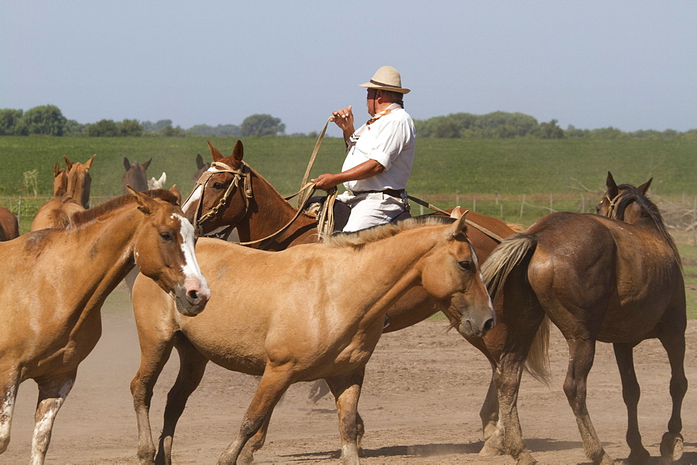 Gaucho hearding horses, Estancia Santa Susana, Los Cardales, Provincia de Buenos Aires, Argentina