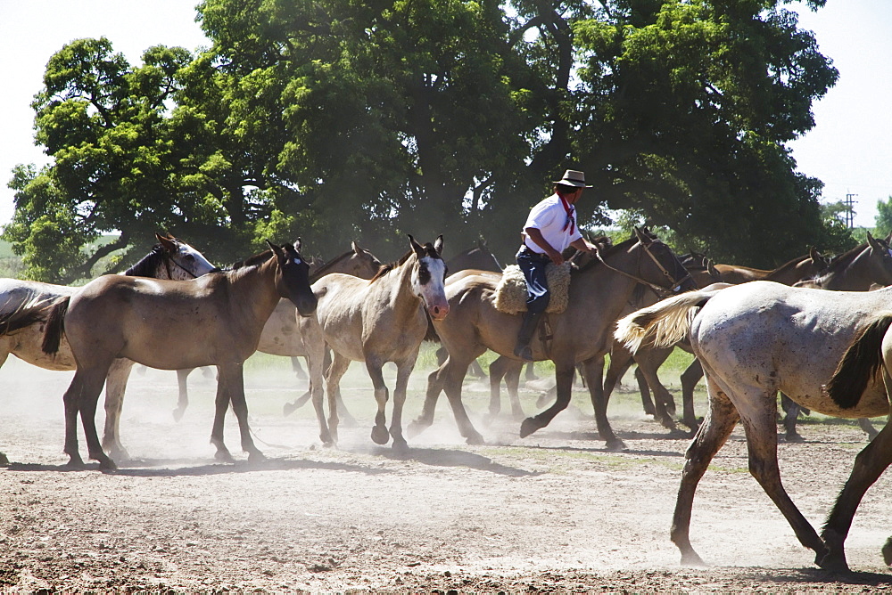 Gaucho hearding horses, Estancia Santa Susana, Los Cardales, Provincia de Buenos Aires, Argentina