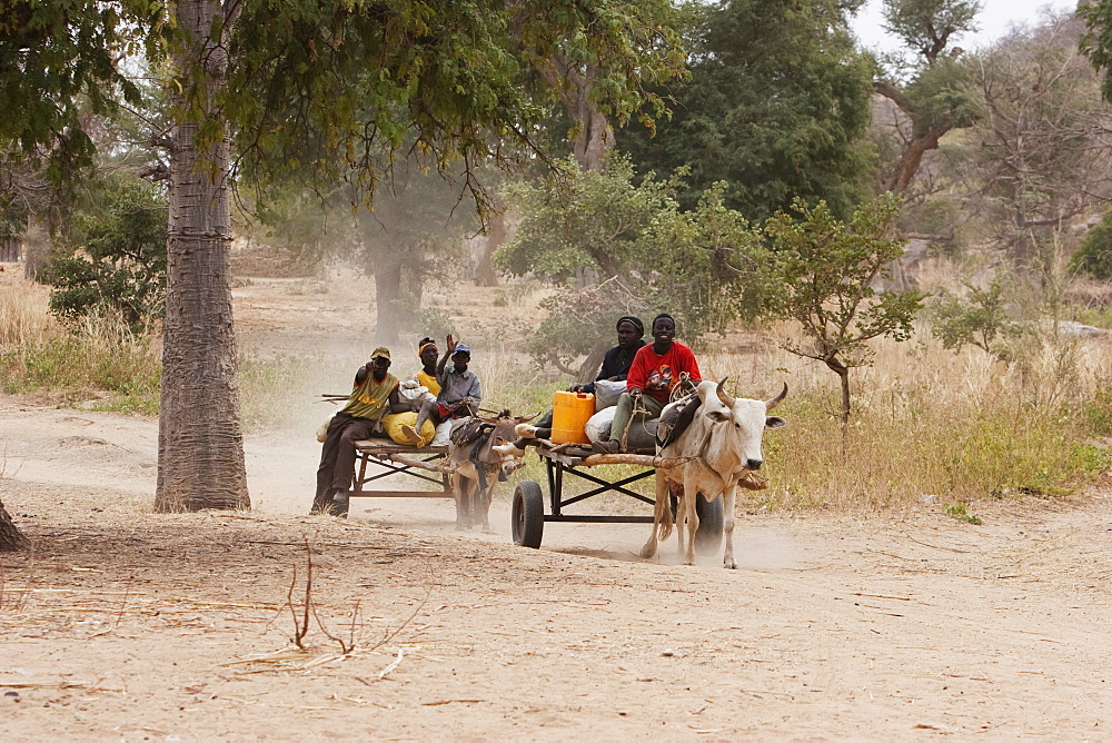 Boys on a cart, Amani, Dogon Lands, Mali