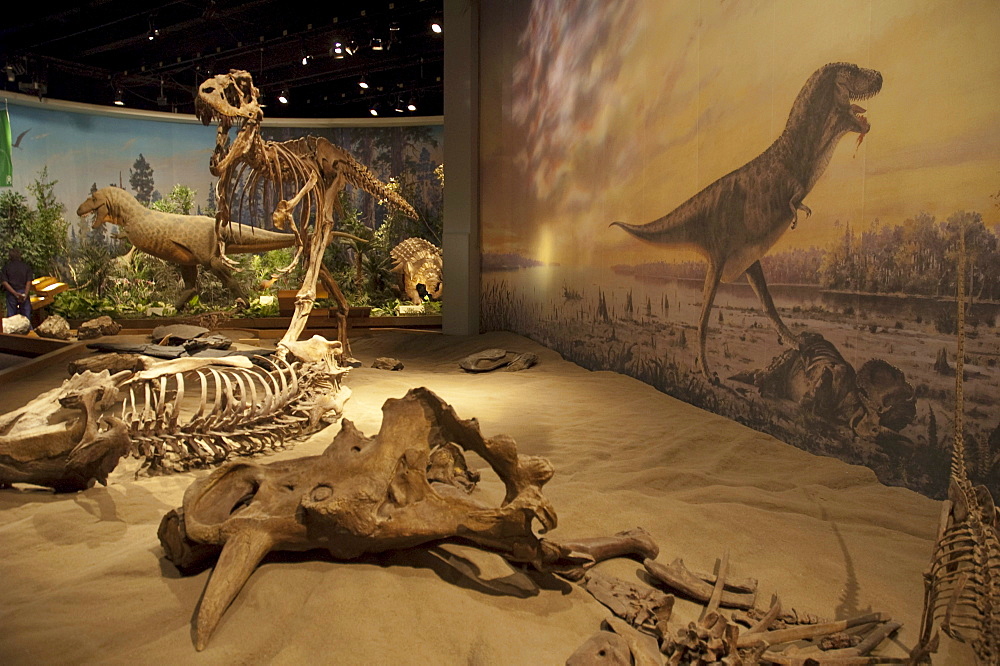 Dinosaur Hall of the Royal Tyrell Museum, Drumheller, Alberta, Canada