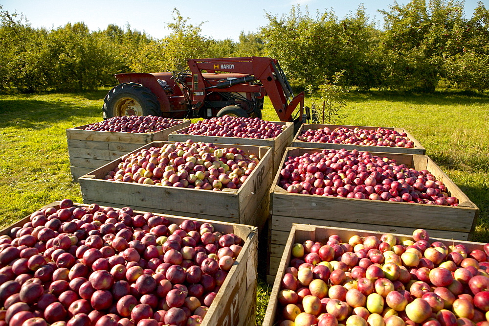 Rougemont Apple Orchard, Monteregie, Quebec