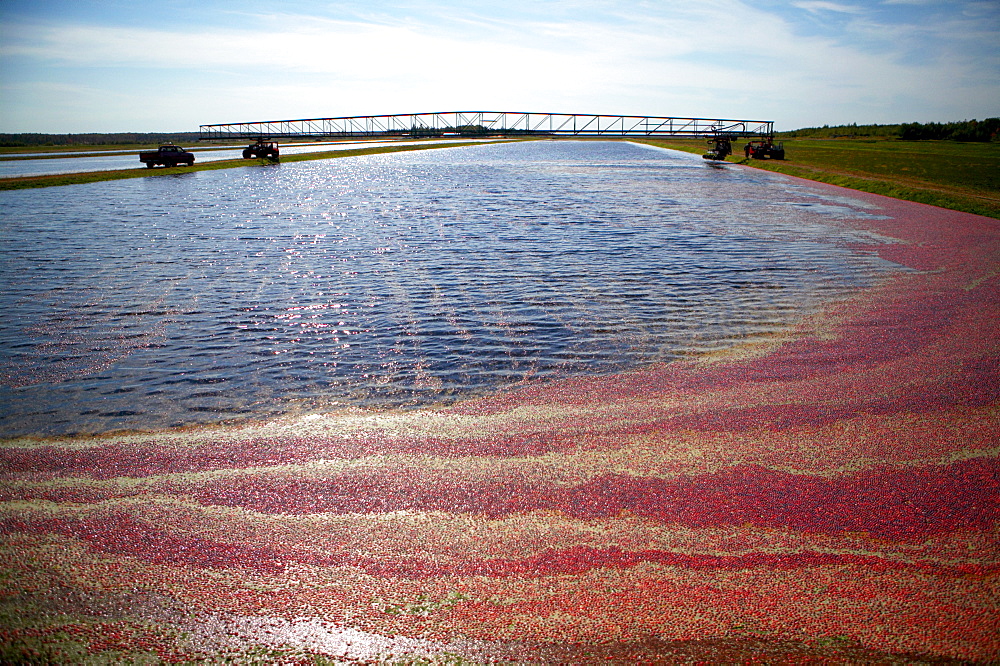 Cranberry Harvesting, Mauricie-Bois-Franc Region, Saint-Louis-de-Blandford, Quebec