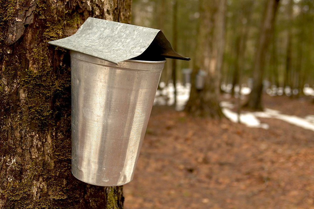 Cabane Sugar Shack, Brome-Missisquoi Region, Saint-Faustin, Quebec