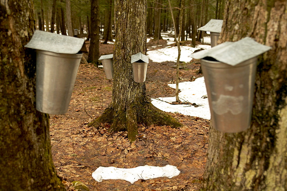 Cabane Sugar Shack, Brome-Missisquoi Region, Saint-Faustin, Quebec