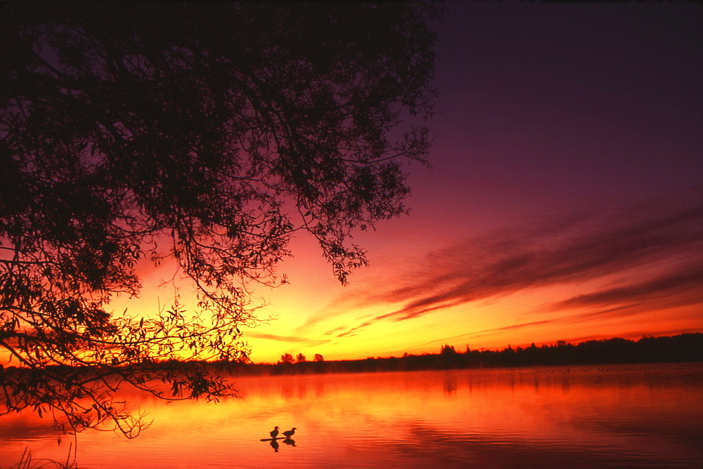 Ducks at Dawn, Lake Wilcox, Ontario.