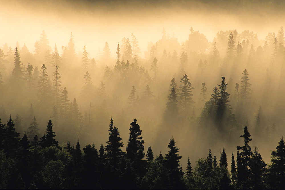 Mist in forest at Sunrise, Pukaskwa National Park, Lake Superior Ontario.