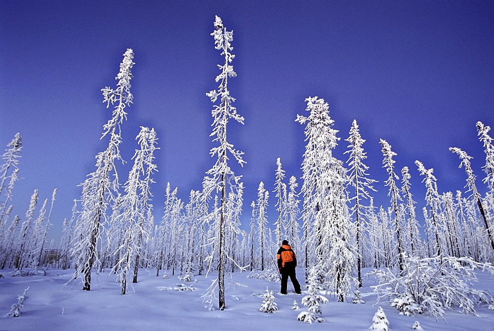 Walking amongst an old Forest Fire in Winter along the Dempster Highway, Yukon