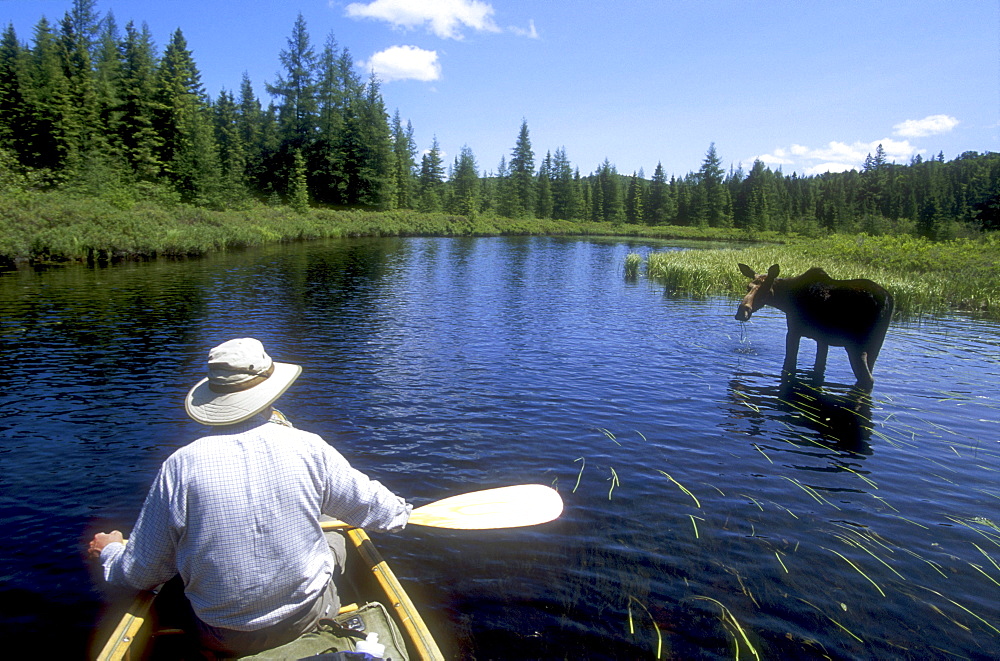 Canoeing past Moose, Algonquin Park, Ontario