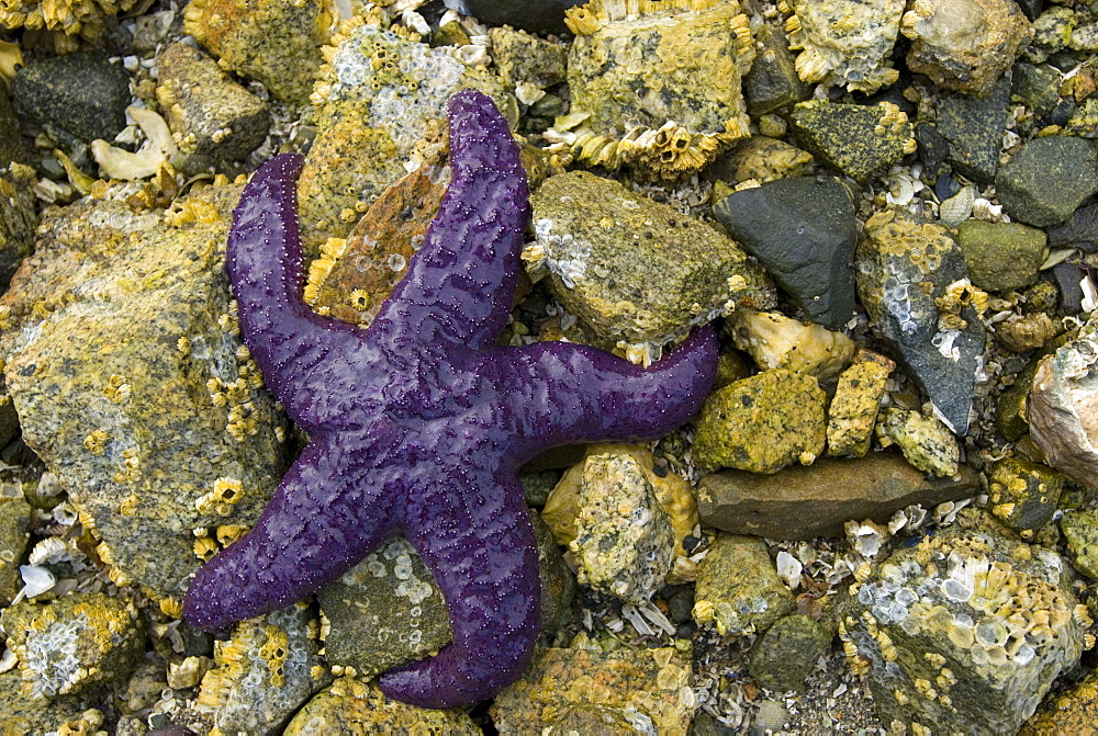 Sea Star in Jervis Inlet, Sunshine Coast, British Columbia