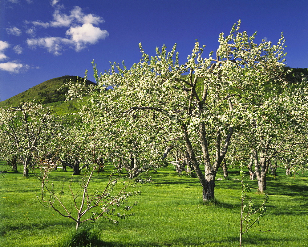 Orchard and Mont Saint-Hilaire, Monteregie Region, Quebec