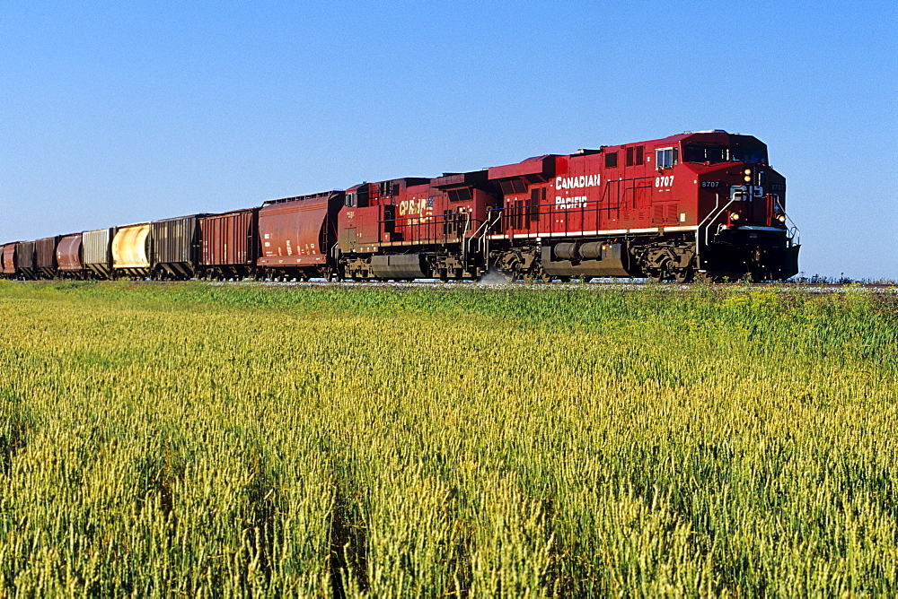 Train carrying Grain Hopper Cars passing a Spring Wheat Field, near Carey, Manitoba