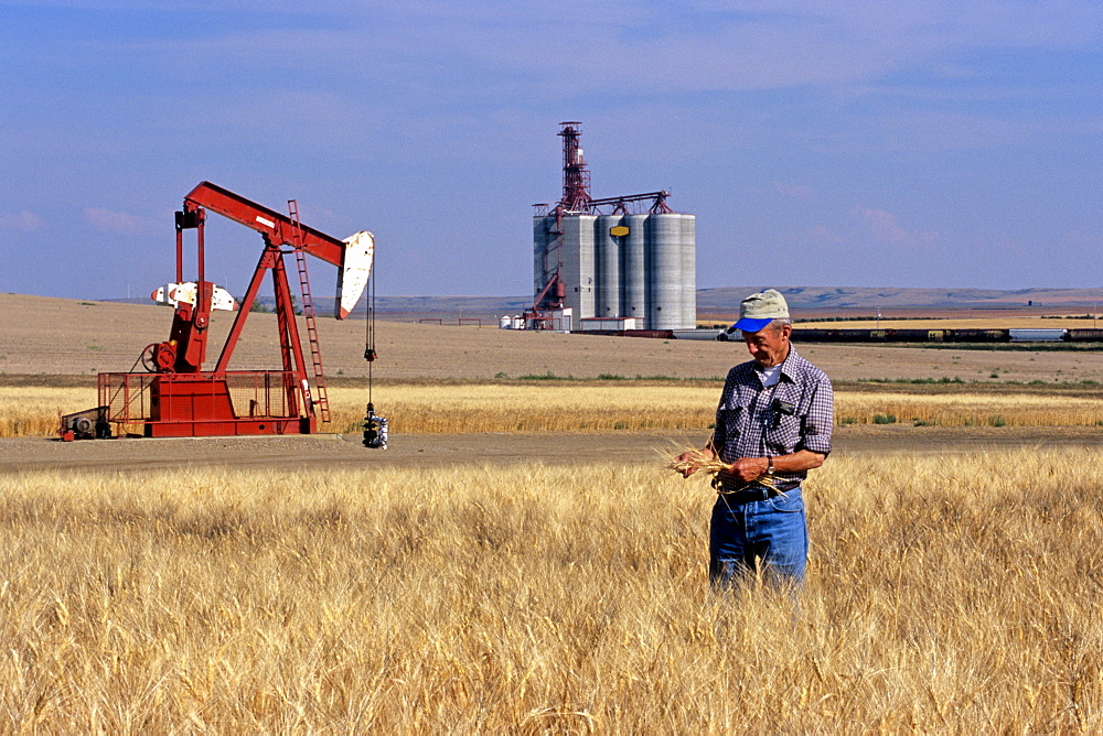 Senior Man in Durum Wheat Field with Pumpjack and Grain Terminal in the background, Gull Lake, Saskatchewan