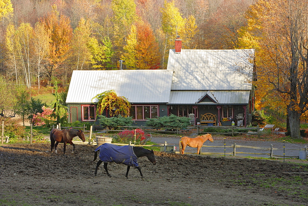 Country House and Horses in Autumn, Iron Hill, Quebec