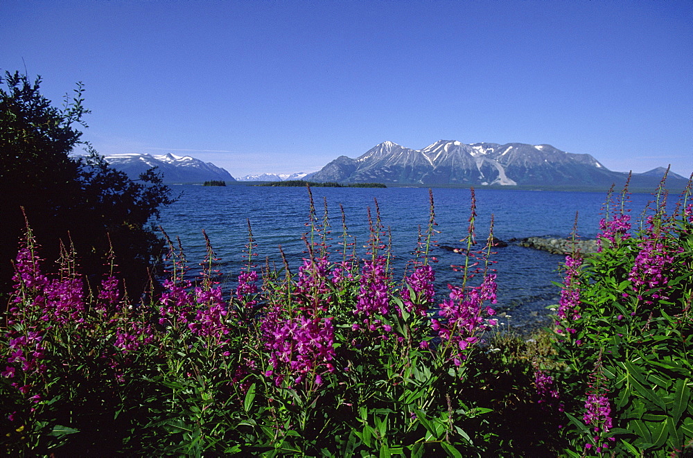 Fireweed in front of Atlin Lake, Atlin, Northern British Columbia