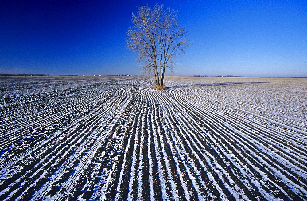 Cottonwood Tree in Cultivated Field, Winnipeg, Manitoba