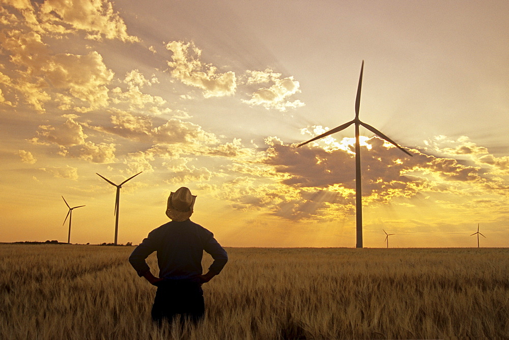 Man in Barley Field with Wind Turbines, near St. Leon, Manitoba