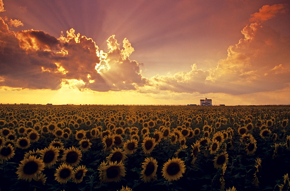 Sunflower Field with Grain Elevator and Dramatic Clouds, St. Agathe, Manitoba