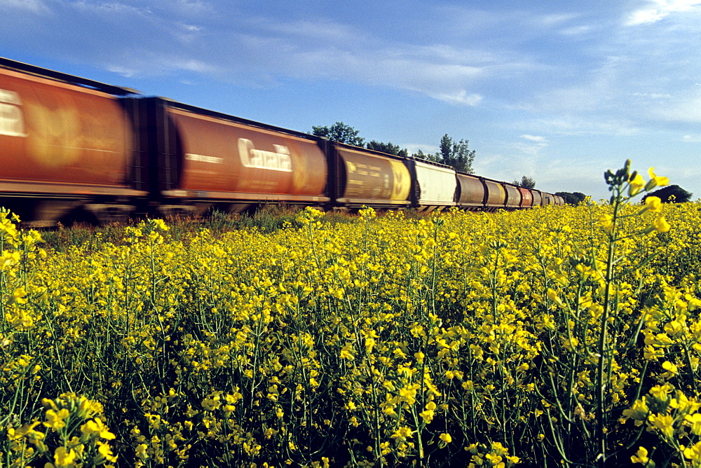 Blurred Rail Hopper Cars Passing Canola Field, near Portage la Prairie, Manitoba