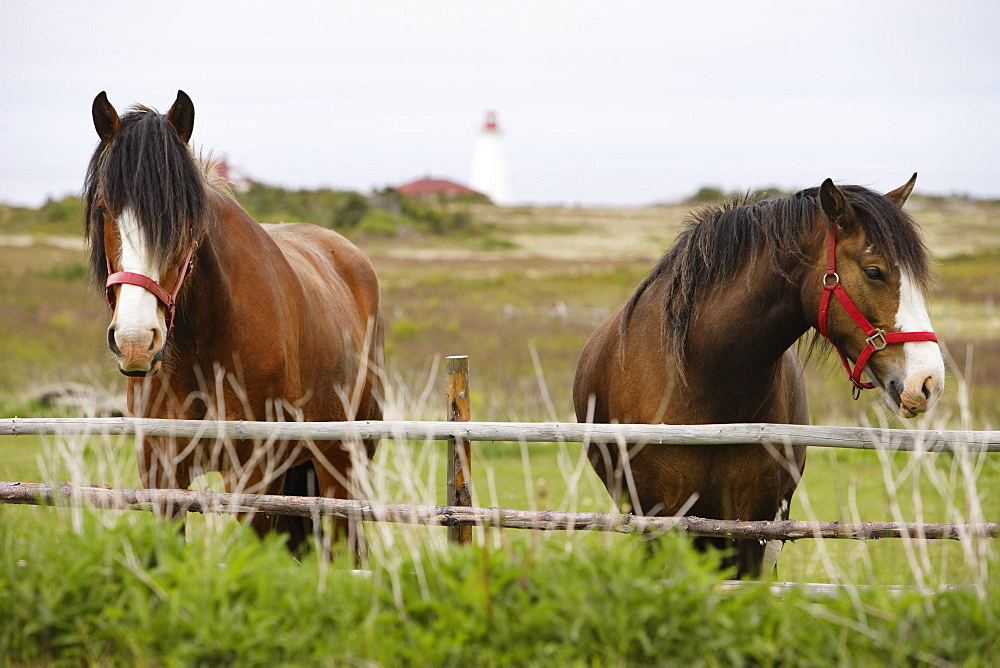 View of Horses and Lighthouse, Cape Anguille, Newfoundland